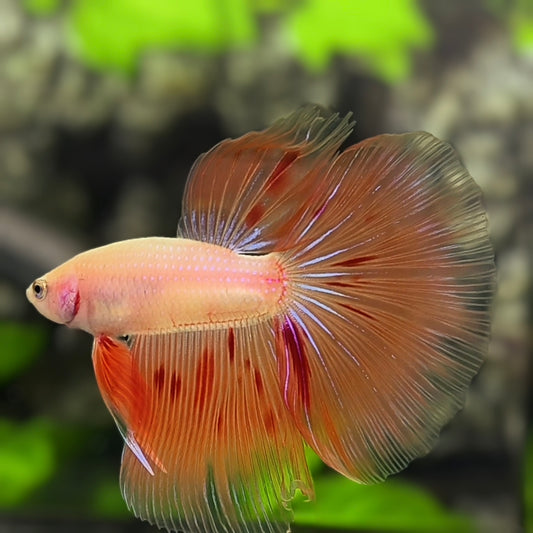Orange Armageddon Halfmoon Betta Fish Male