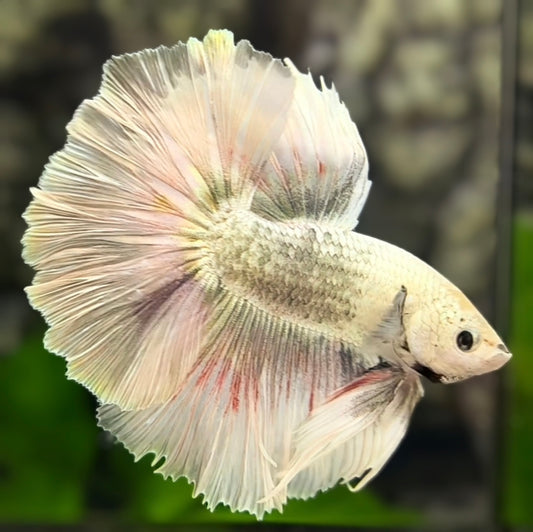 Platinum White Copper Fancy Halfmoon Betta Fish Male