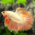 Platinum Rosegold Halfmoon Betta Fish Male