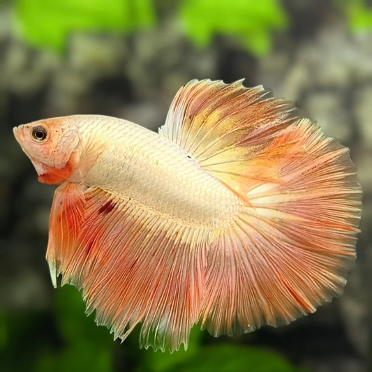 Platinum Rosegold Halfmoon Betta Fish Male