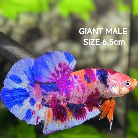 Multicolor Candy Purple JUMBO GIANT HMPK Betta Fish Male
