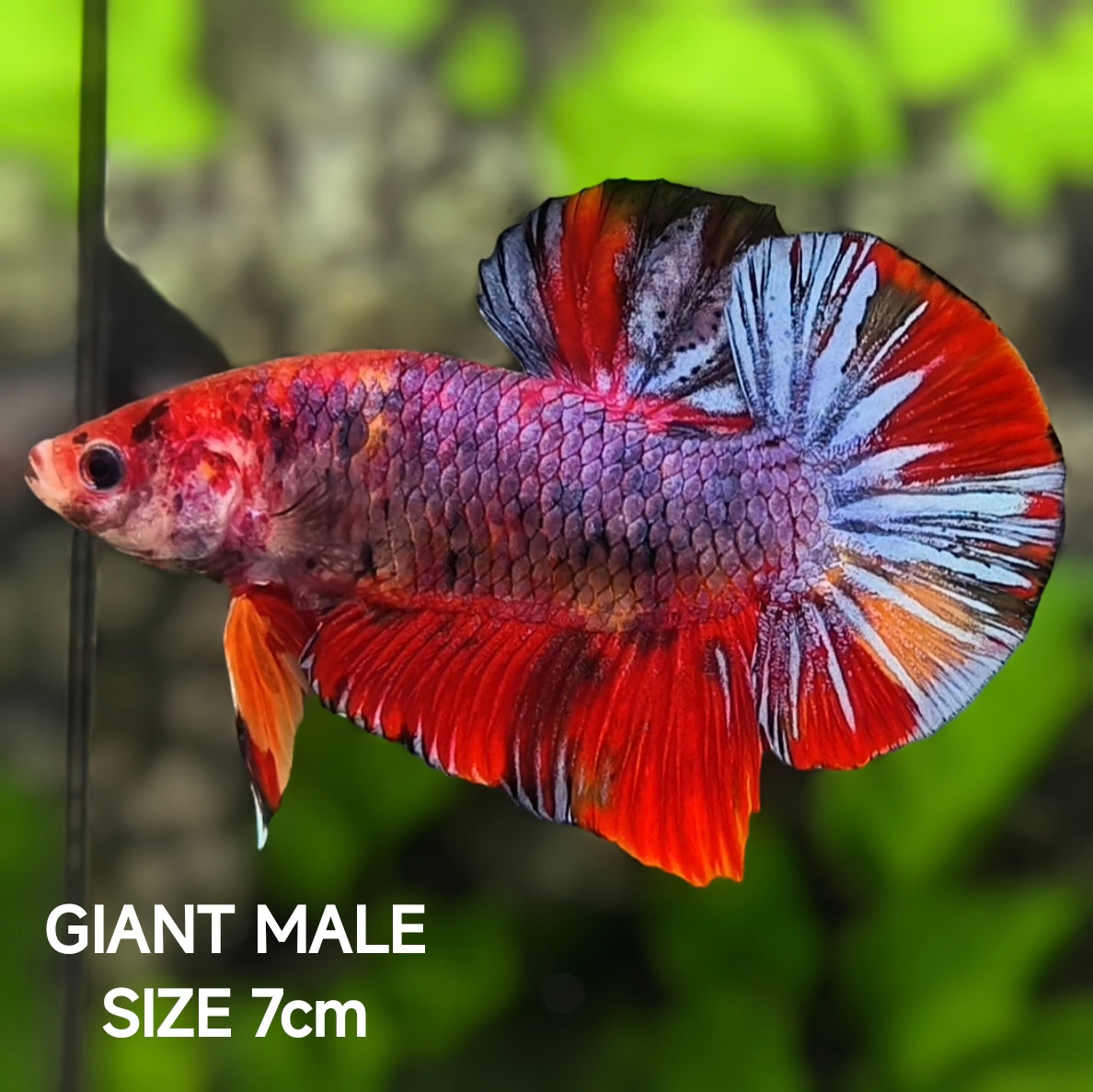 Multicolor JUMBO GIANT HMPK Betta Fish Male