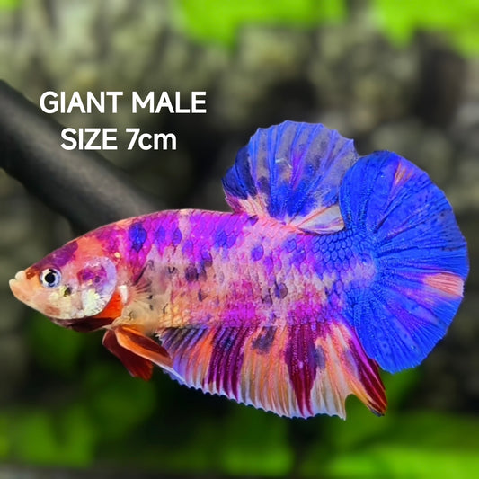 Multicolor Candy Purple JUMBO GIANT HMPK Betta Fish Male