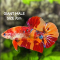 Koi Nemo Metalic JUMBO GIANT HMPK Betta Fish Male