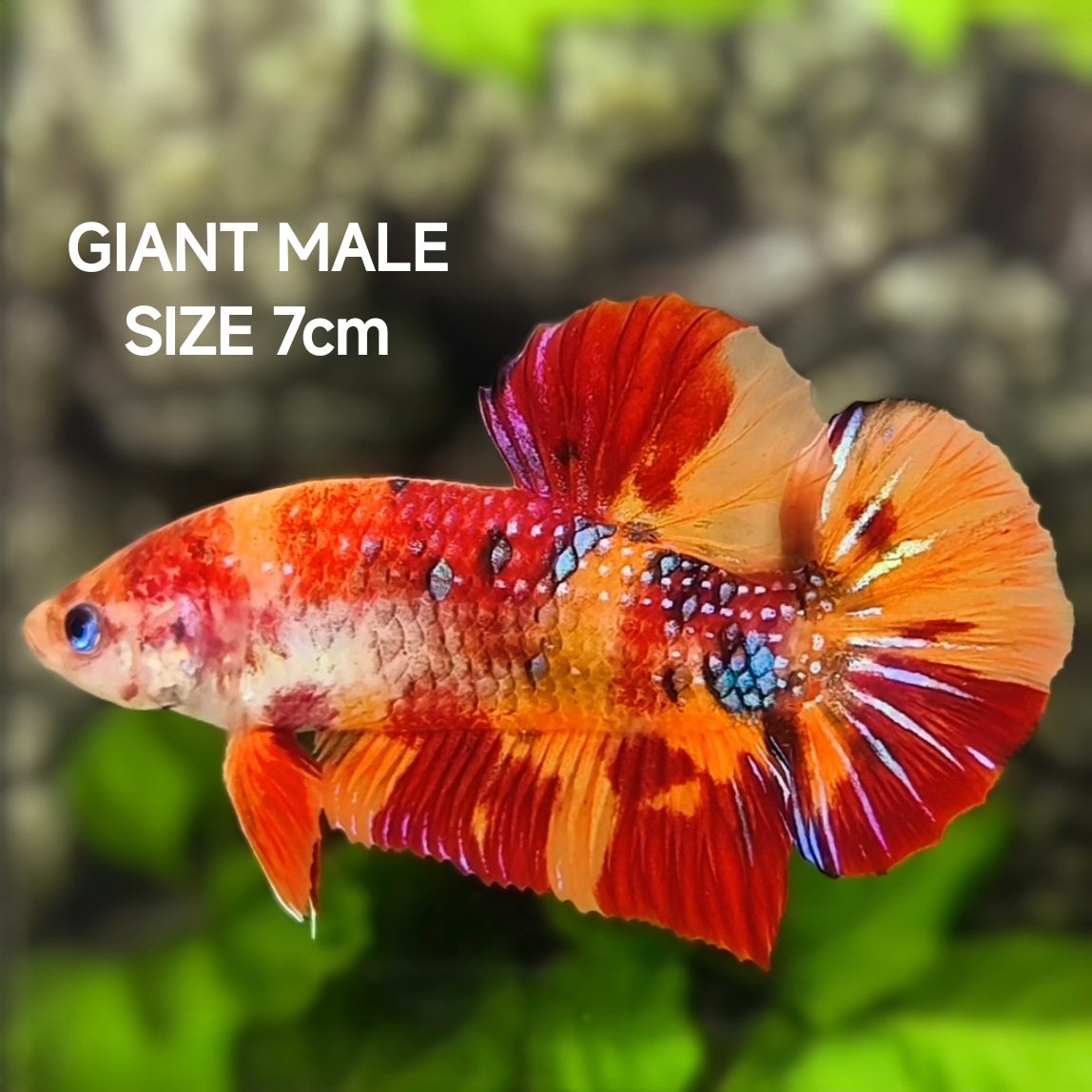 Koi Nemo Metalic JUMBO GIANT HMPK Betta Fish Male
