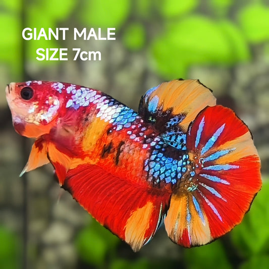 Multicolor Galaxy JUMBO GIANT HMPK Betta Fish Male