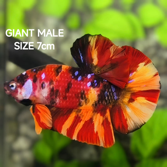 Leopard Koi Tiger Galaxy JUMBO GIANT HMPK Betta Fish Male
