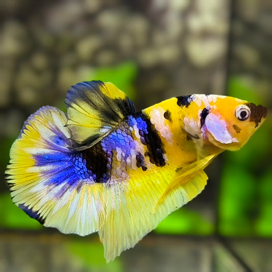 Yellow Blue Koi Galaxy HMPK Betta Fish Male #YKG