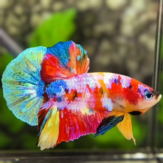 Multicolor Galaxy HMPK Betta Fish Male