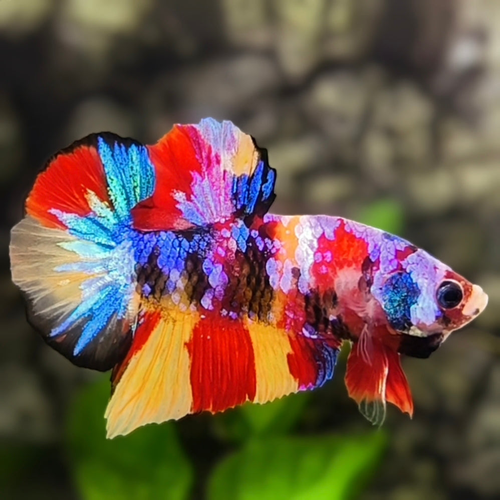 Multicolor Candy Galaxy HMPK Betta Fish Male