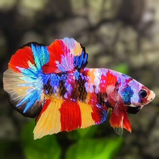 Multicolor Candy Galaxy HMPK Betta Fish Male