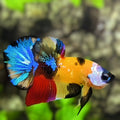 Multicolor Yellowbase Galaxy HMPK Betta Fish Male