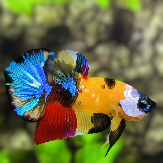 Multicolor Yellowbase Galaxy HMPK Betta Fish Male