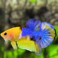 Yellow Blue Koi Galaxy HMPK Betta Fish Male #2 #YKG