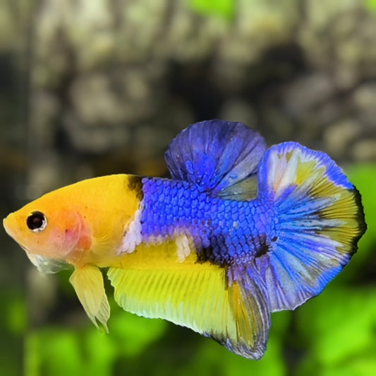 Yellow Blue Koi Galaxy HMPK Betta Fish Male #2 #YKG