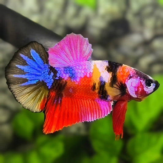 Multicolor Candy Pink Galaxy HMPK Betta Fish Male