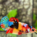 Yellowbase Multicolor Galaxy HMPK Betta Fish Female For Sorority / Breed