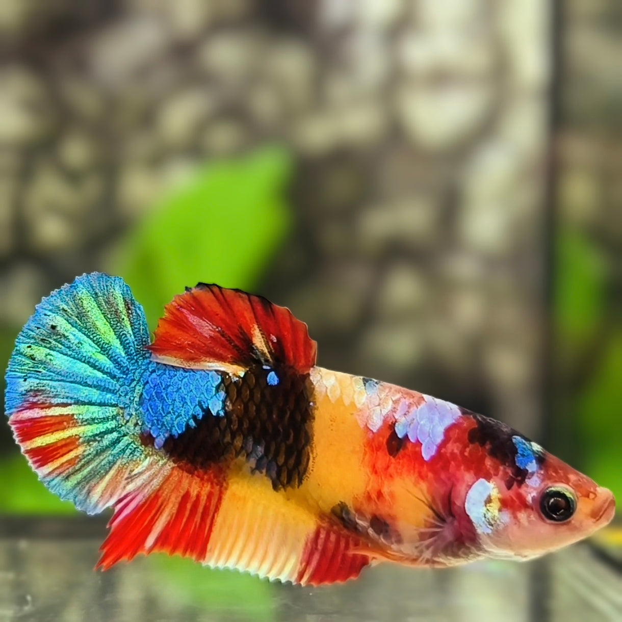 Yellowbase Multicolor Galaxy HMPK Betta Fish Female For Sorority / Breed
