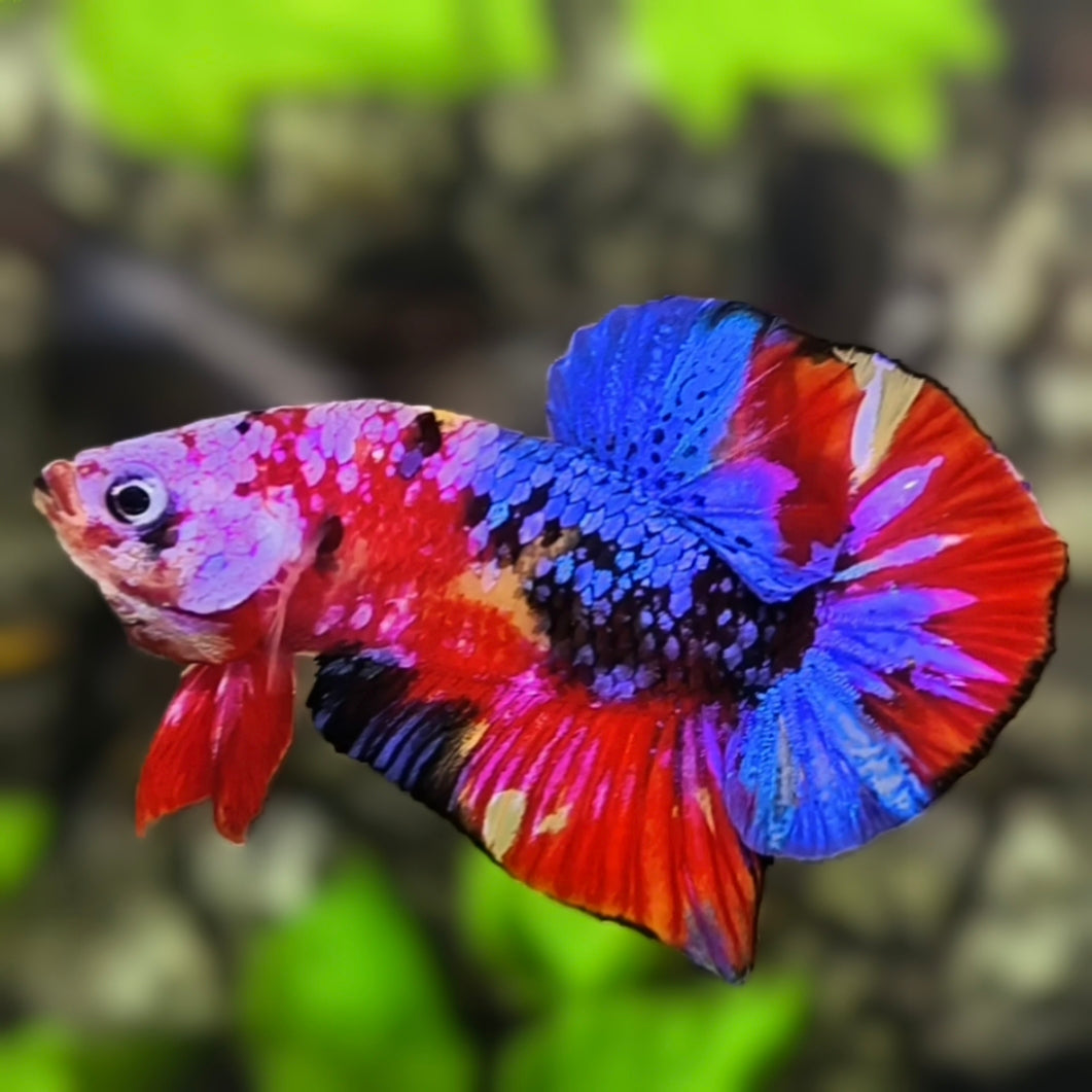 Multicolor Red Galaxy HMPK Betta Fish Male