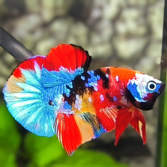 Multicolor Galaxy HMPK Betta Fish Male