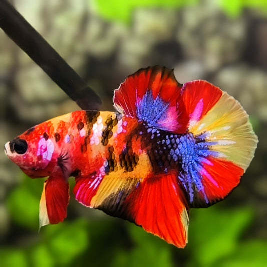 Multicolor Tiger Galaxy HMPK Betta Fish Male