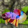 Multicolor Candy HMPK Betta Fish Male