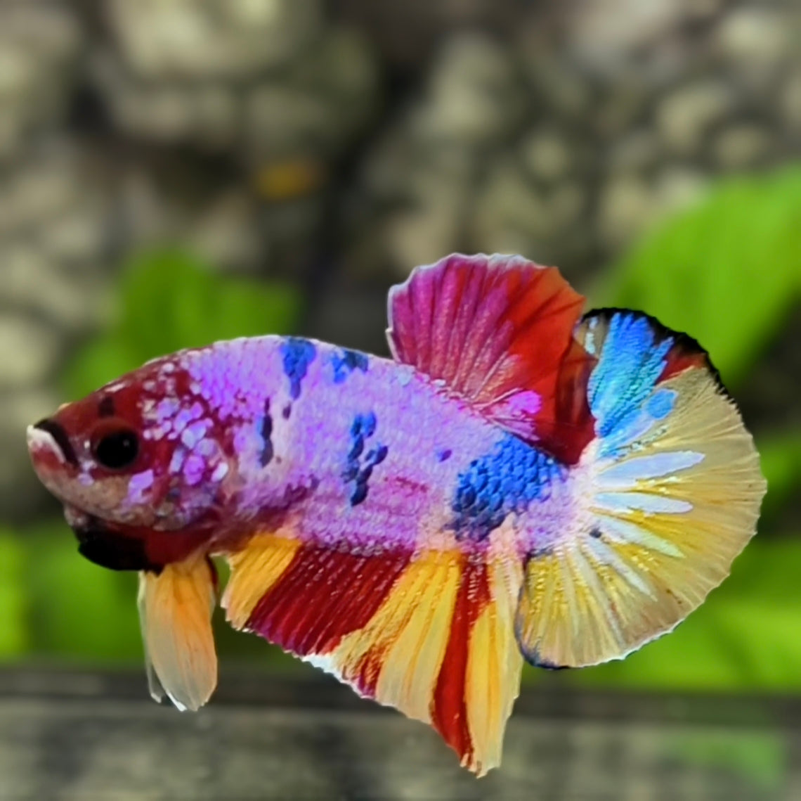 Multicolor Candy HMPK Betta Fish Male