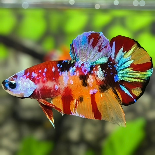 Multicolor Galaxy HMPK Betta Fish Male