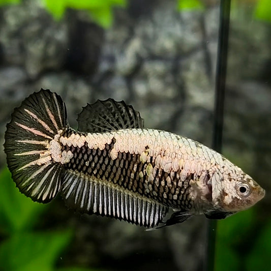 Black Samurai HMPK Betta Fish Female For Sorority / Breed
