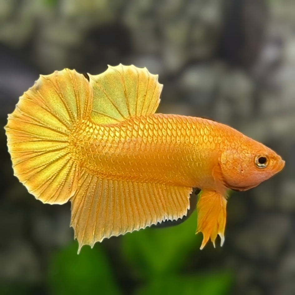 Solid Super Gold 24K HMPK Betta Fish Male #3