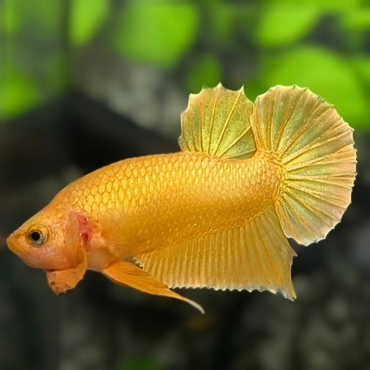 Solid Super Gold 24K HMPK Betta Fish Male #2