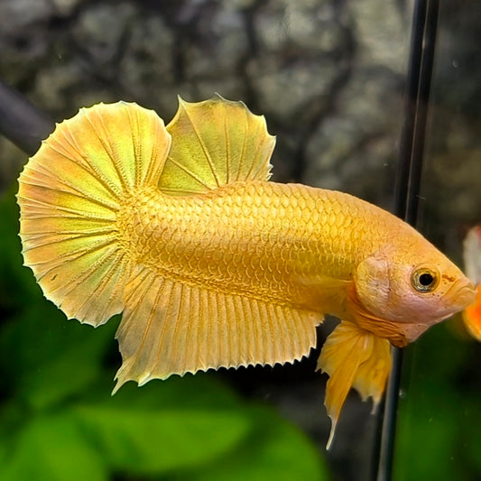 Solid Super Gold 24K HMPK Betta Fish Male #1