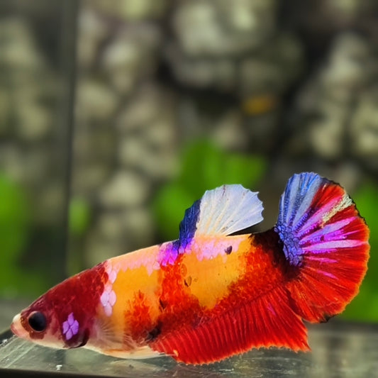 Yellowbase Candy Koi Galaxy HMPK Betta Fish Female For Sorority / Breed