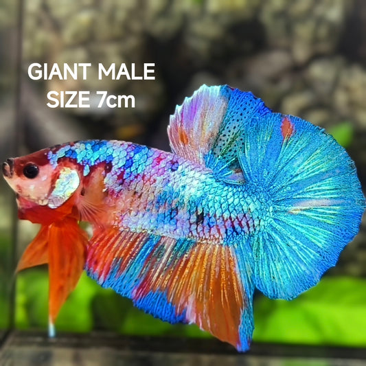 Multicolor JUMBO GIANT HMPK Betta Fish Male
