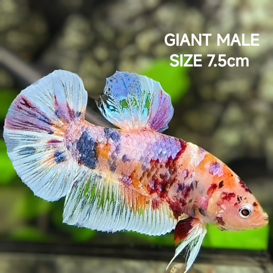 Multicolor Candy JUMBO GIANT HMPK Betta Fish Male