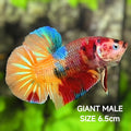 Multicolor Metalic Koi JUMBO GIANT HMPK Betta Fish Male