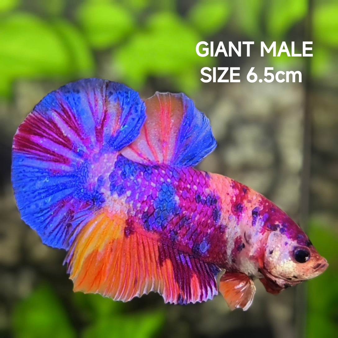 Multicolor Candy JUMBO GIANT HMPK Betta Fish Male