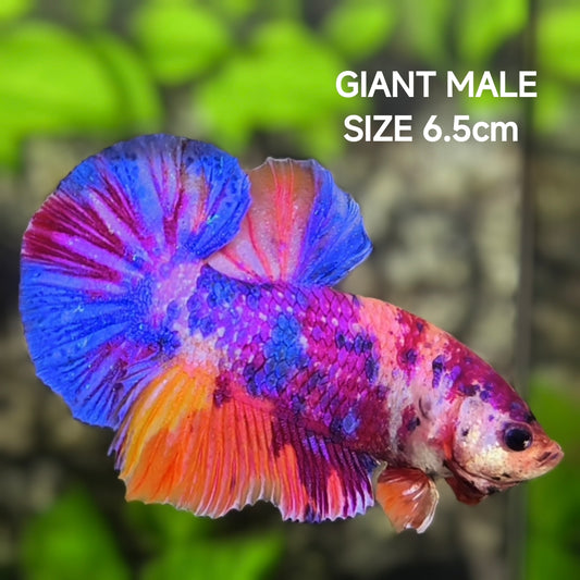 Multicolor Candy JUMBO GIANT HMPK Betta Fish Male