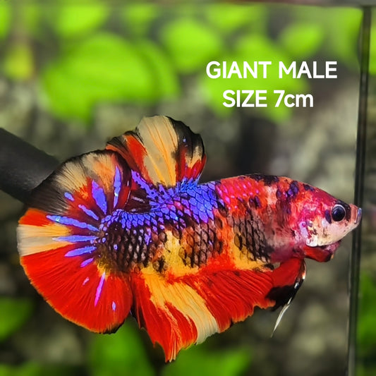 Leopard Koi Galaxy JUMBO GIANT HMPK Betta Fish Male