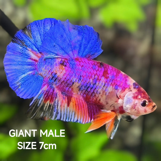 Multicolor Candy JUMBO GIANT HMPK Betta Fish Male