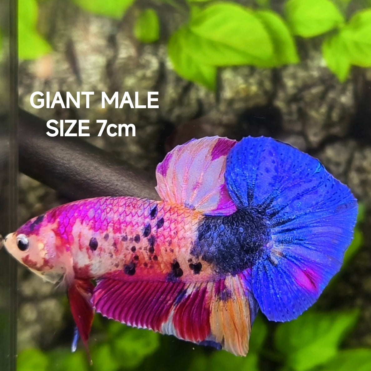 Multicolor Pink Candy JUMBO GIANT HMPK Betta Fish Male