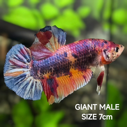 Multicolor Candy JUMBO GIANT HMPK Betta Fish Male