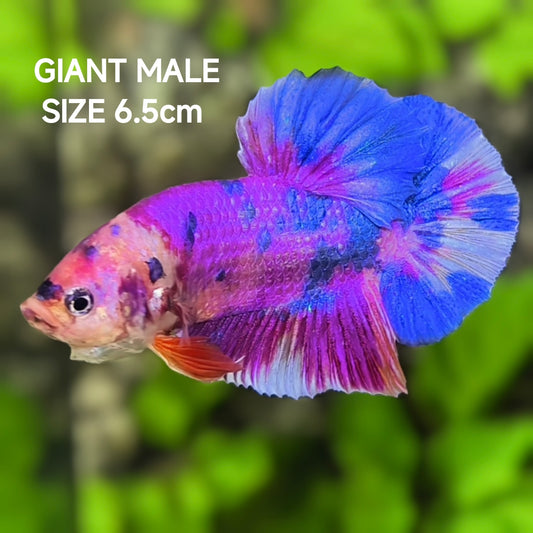 Multicolor Purple Candy JUMBO GIANT HMPK Betta Fish Male