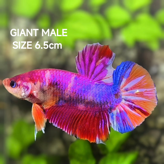 Multicolor Candy JUMBO GIANT HMPK Betta Fish Male