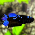 Avatar Blackstar Super Blue HMPK Betta Fish Female For Sorority / Breed