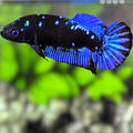 Avatar Blackstar Super Blue HMPK Betta Fish Female For Sorority / Breed