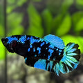 Avatar Blackstar Turquoise HMPK Betta Fish Female For Sorority / Breed