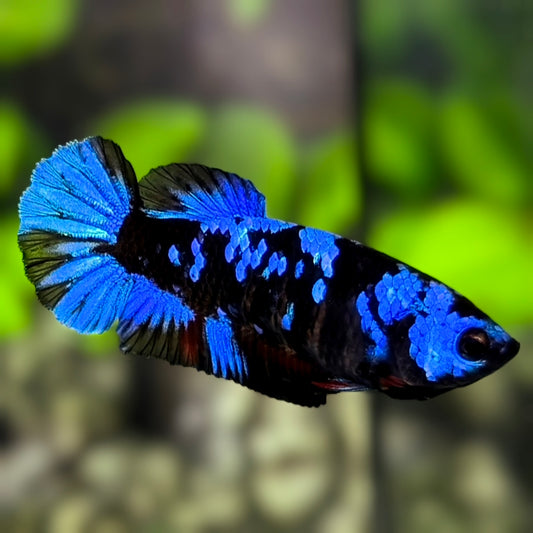 Avatar Blackstar Super Blue HMPK Betta Fish Female For Sorority / Breed