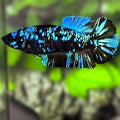 Avatar Blackstar Turquoise HMPK Betta Fish Female For Sorority / Breed