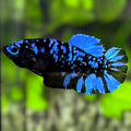 Avatar Blackstar Super Blue HMPK Betta Fish Female For Sorority / Breed